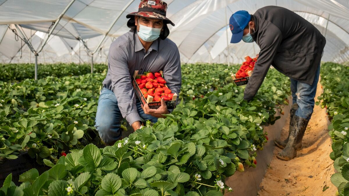Huelva frutos rojos|Huelva frutos rojos